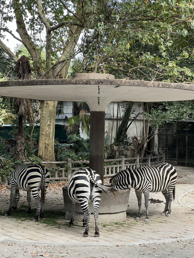 上海動物園｜這裡允許你童心未泯