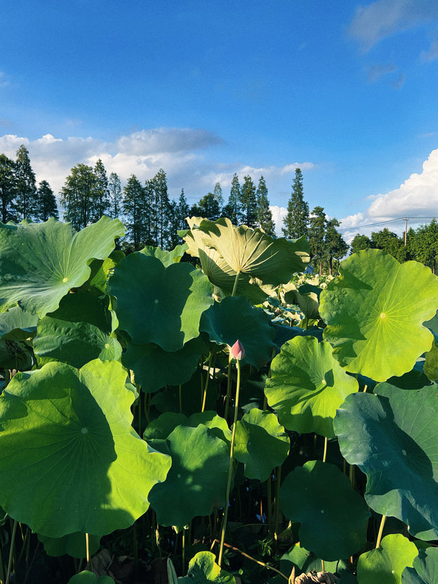 魔都看荷花｜金澤鎮蓮湖村