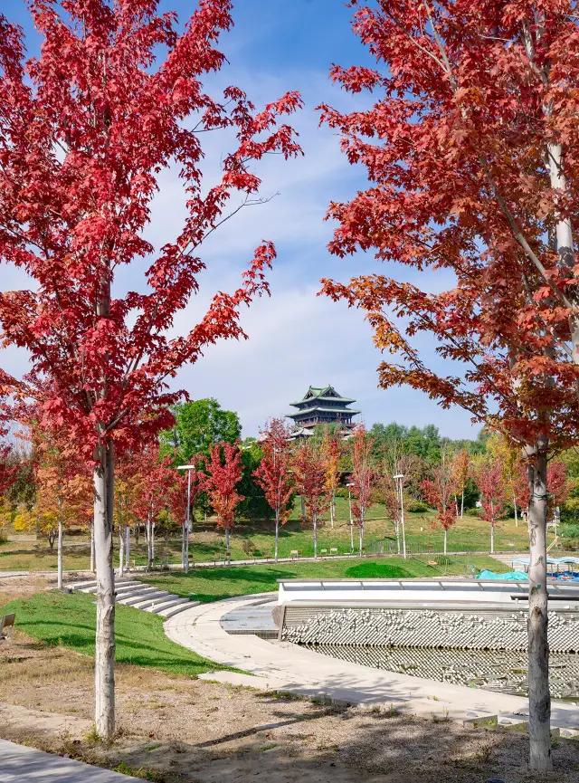 The first batch of autumn maple scenery in the capital has turned the World Garden Park viewing guide