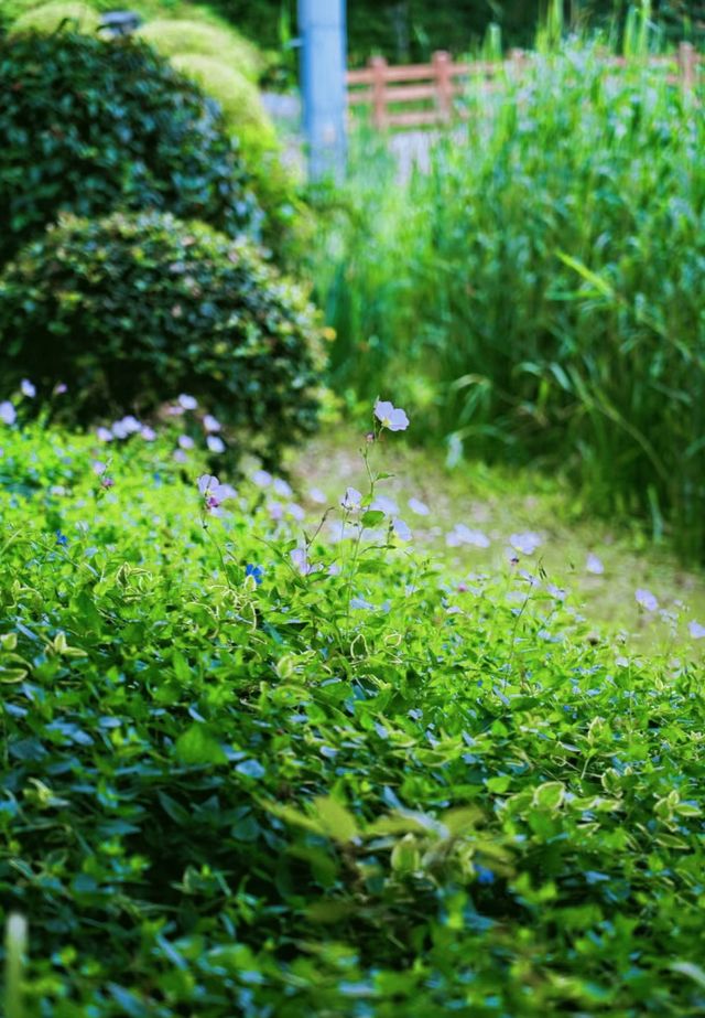 藏在身邊的夢中綠野仙蹤