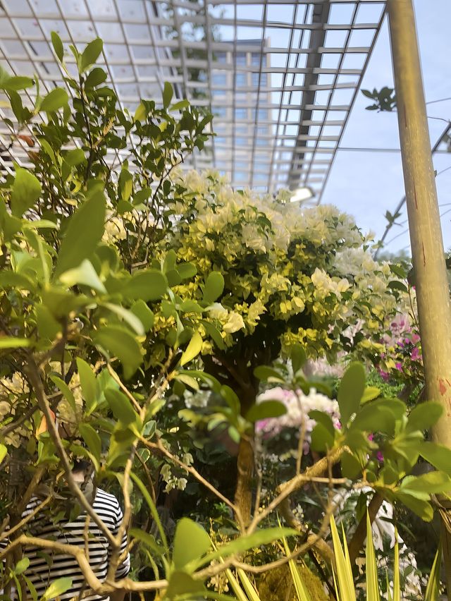 小鎮的楓樹