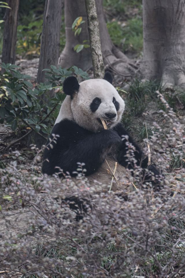 去成都熊貓基地之前，一定要看這篇！