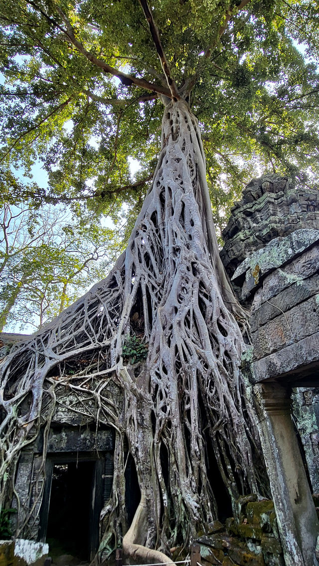 纏繞樹根的城堡-塔普倫寺