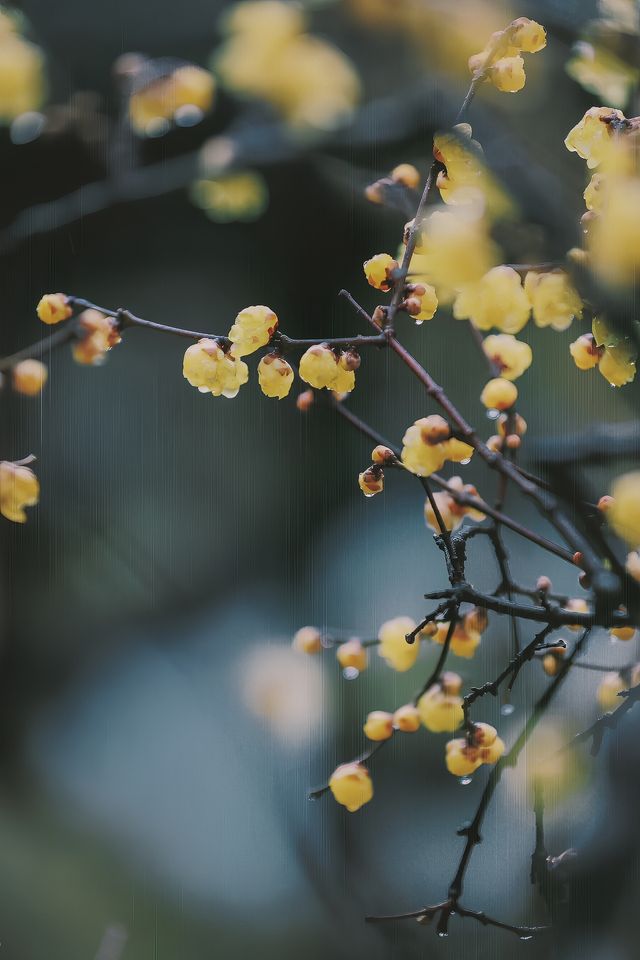 江蘇南京瞻園—雨後瞻園，蠟梅的正確打開方式