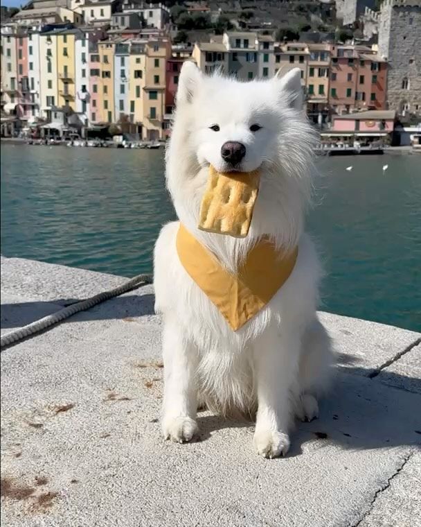 🍞😋 Focaccia, anyone?! Indulge in the mouthwatering flavors of Portovenere, a charming coastal town in Italy.