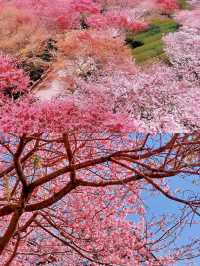 不去日本，福建也有藏著漫畫裡的櫻花園