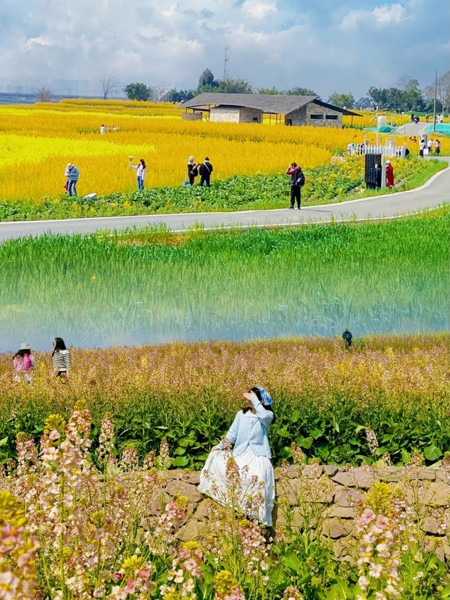 成都彩色油菜花田美得像油畫! | 公交直達