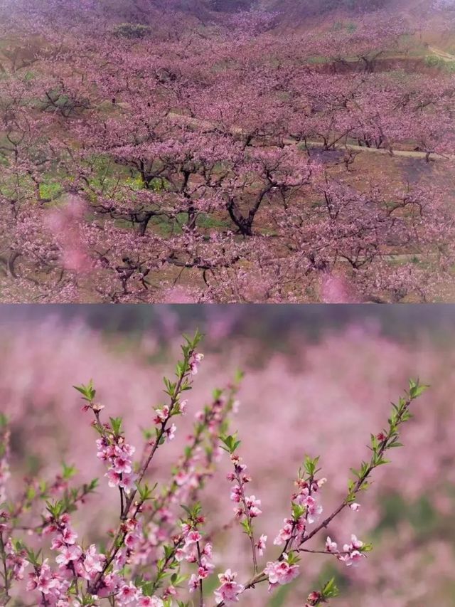 接下來該四川的春和景明，上分了