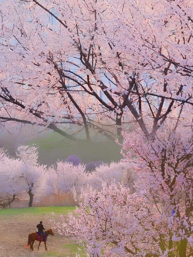 美過日本樱花！！登上《中國國家地理》 有多美