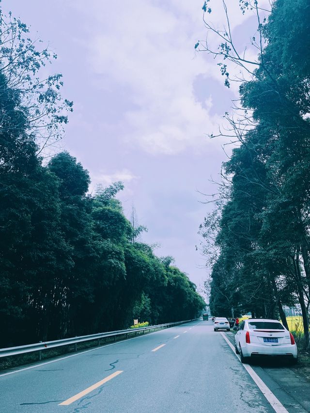 崇州重慶路油菜花黃了 | 成都春日賞花攻略
