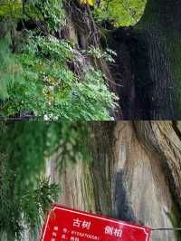 西安周邊遊•超震撼的古樹群，道不完的傳奇！