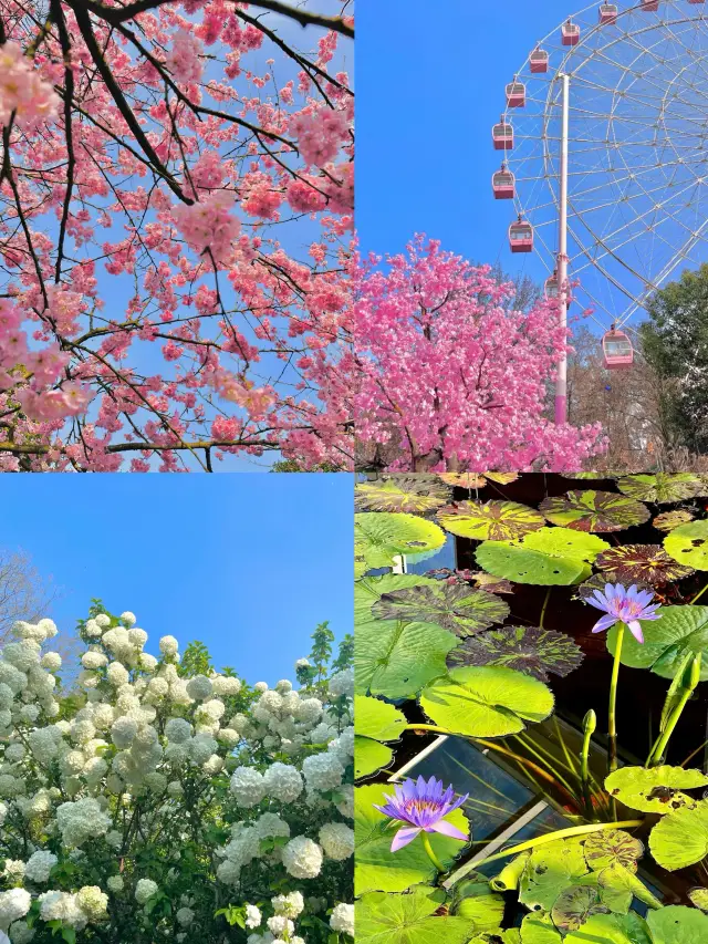 Wuhan Cherry Blossom Viewing Guide