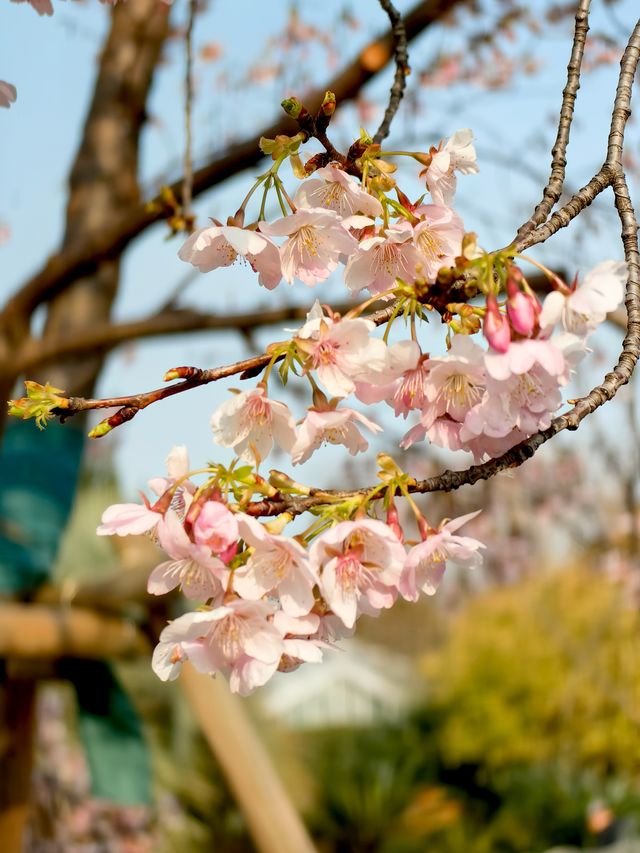 櫻花季（上海植物園）