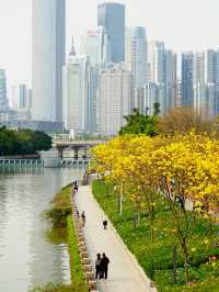 磨碟沙公園 | 廣州塔＆有軌電車＆最佳賞花拍攝地