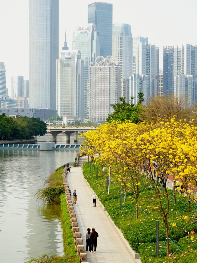 磨碟沙公園 | 廣州塔＆有軌電車＆最佳賞花拍攝地