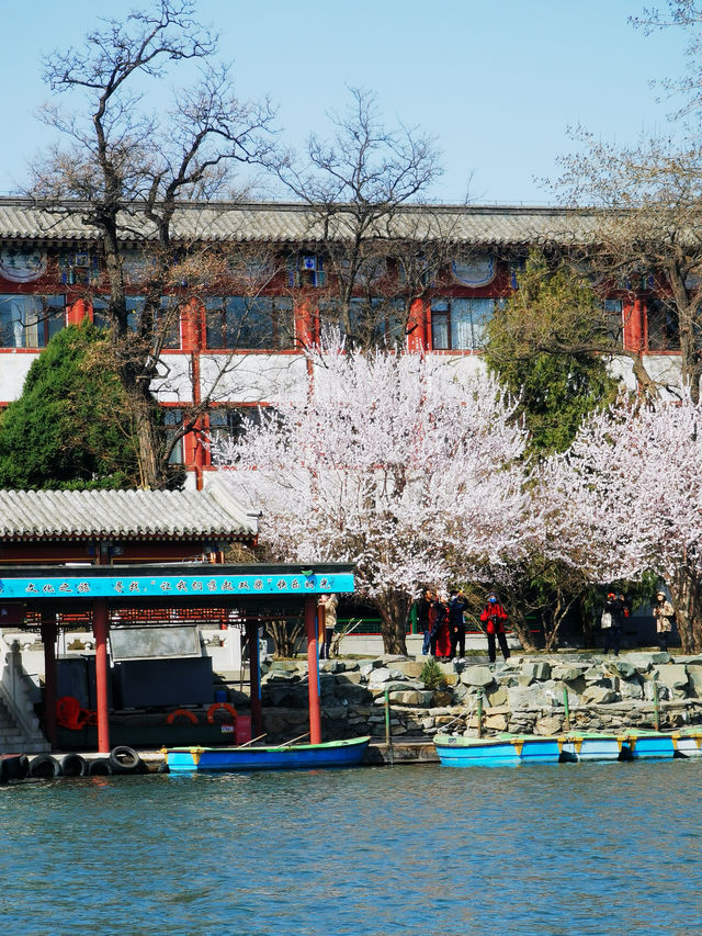 北京春天必逛公園-北海公園