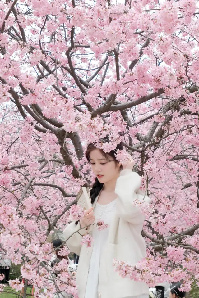 The cherry blossoms in Wuhan are so beautiful