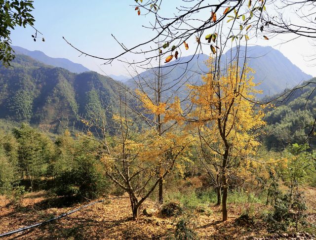 全球追秋｜杭州指南村遇見美麗秋景