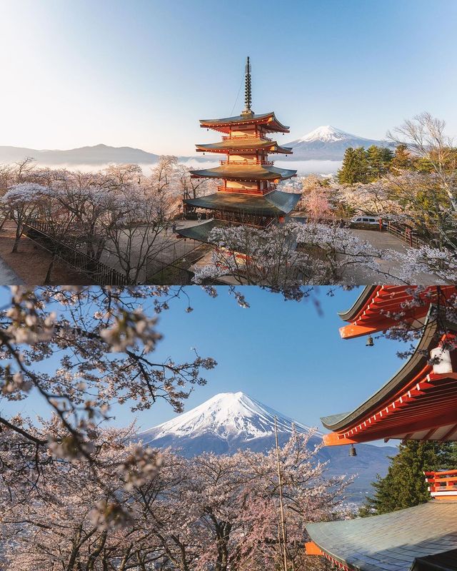 日本を代表する景色、新倉山浅間公園の桜