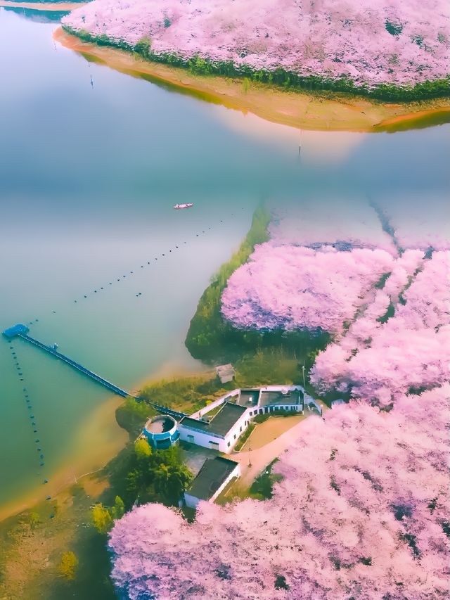絕不輸日本！ | 全球最大最美櫻花園！！