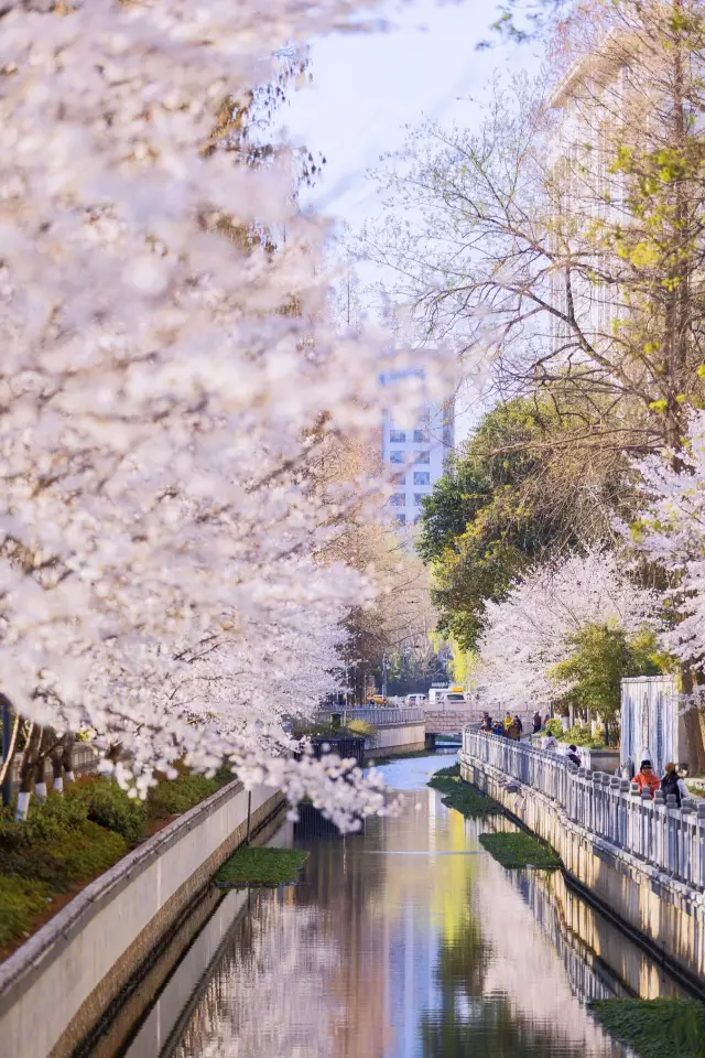 Here comes the ultimate flower-viewing guide for Nanjing, a nanny-level strategy for appreciating flowers from February to May in Nanjing