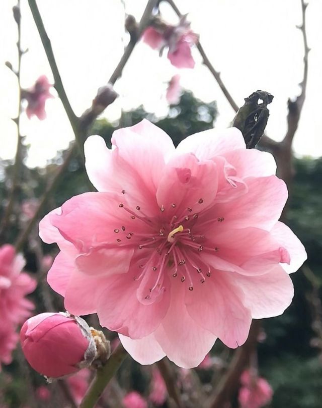 春日盛宴：佛山南國桃花谷與你相約在春天