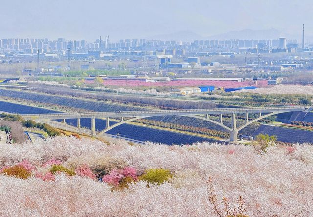 鄭州古柏渡，千畝花海盛宴