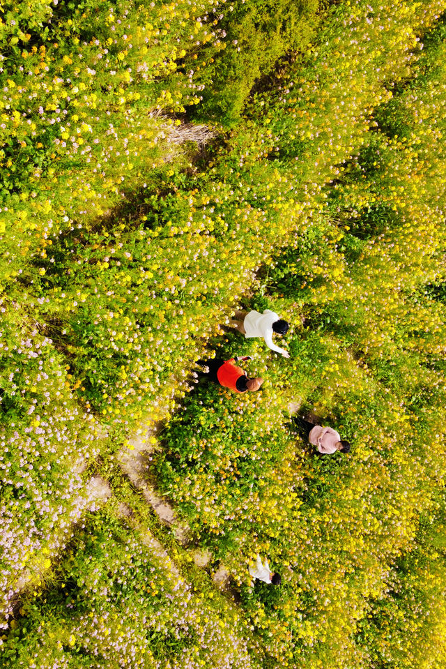 小眾可自駕的海島花田：宁波花岙島芸苔農業公園油菜花海賞花攻略