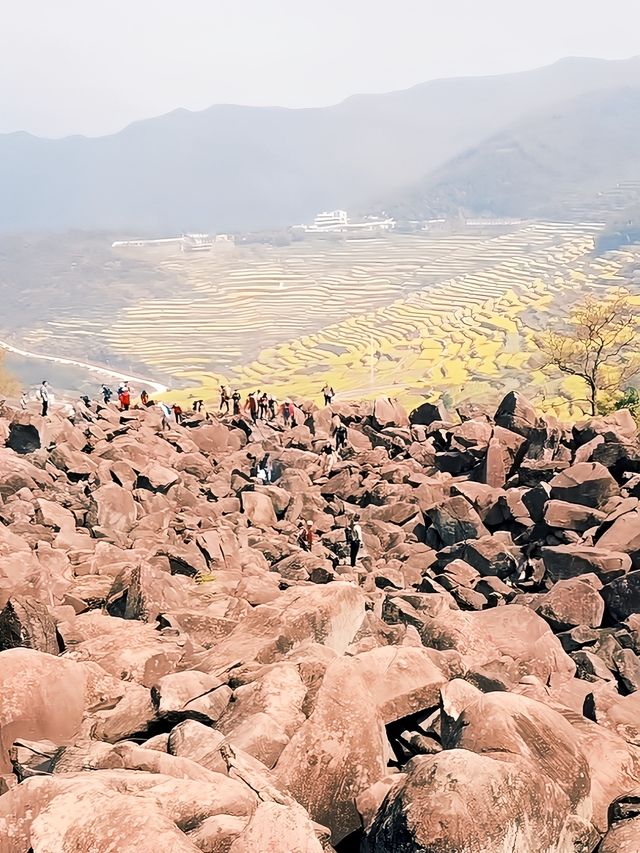 覆卮山下，油菜花開