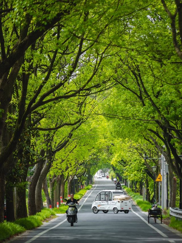 就在蘇州藏在山腳下的最美林蔭公路