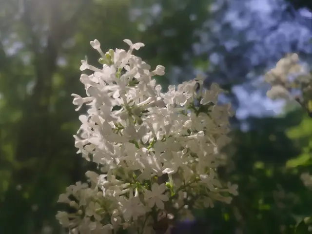 The scent of lilacs at Fayuan Temple