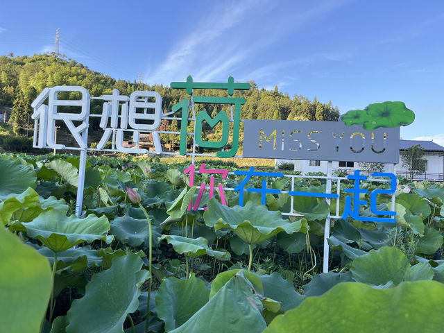 水果腦袋夏天無腦衝柘榮際頭村🪷