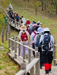 本週可衝海坨山谷山花待放進行時