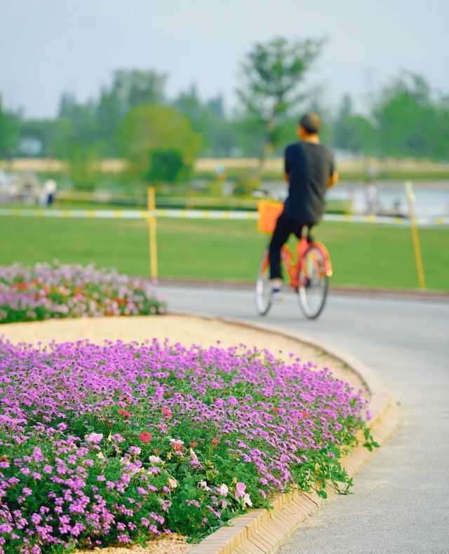 在杭州銅鑑湖！超大片格桑花花海關鍵還免費