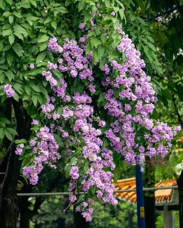 初夏盛開的紫薇花