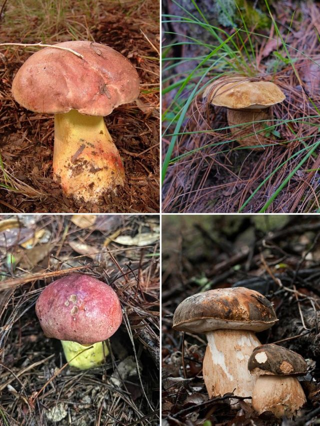 昆明周邊個本地人才知道的撿菌寶藏地