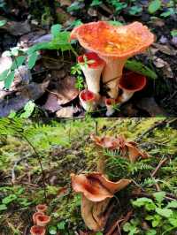 昆明周邊個本地人才知道的撿菌寶藏地
