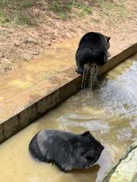 廣西遛娃打卡勝地 · 平南雄森動物大世界