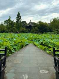 台州臨海靈湖公園，荷花盛開如詩如畫！