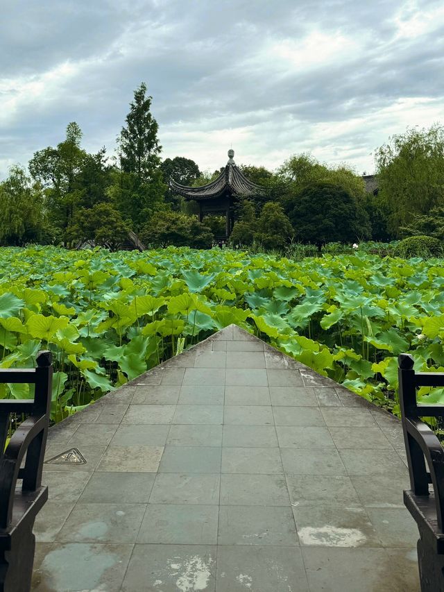 台州臨海靈湖公園，荷花盛開如詩如畫！
