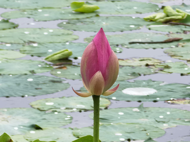 夏日荷花朵朵開！