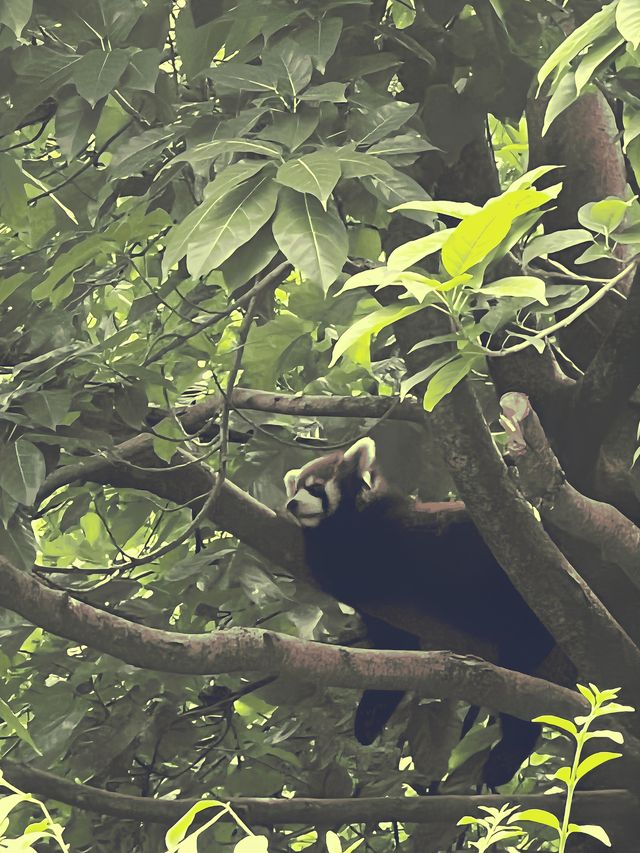 成都｜大學生旅遊攻略