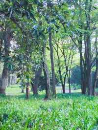 杭州植物園，夏日納涼的秘境之地，為你帶來一場清新之旅