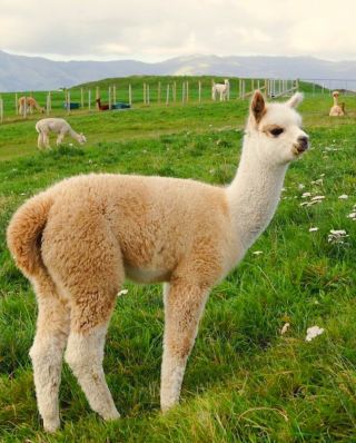 New Zealand's largest alpaca farm - A paradise for alpacas!