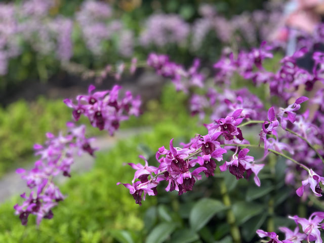 新加坡遊玩攻略——DAY 4 植物園、國立大學