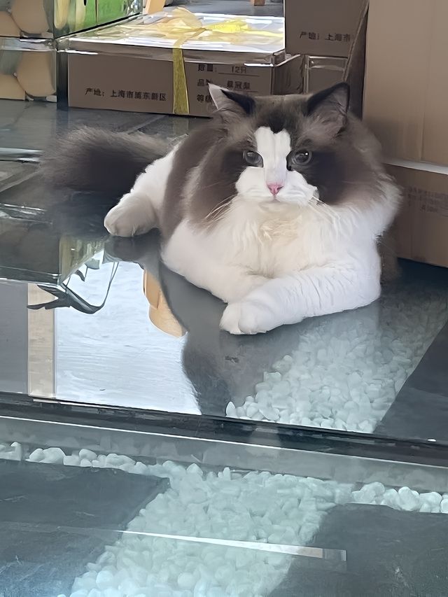 去上海迪士尼一定要住這家！