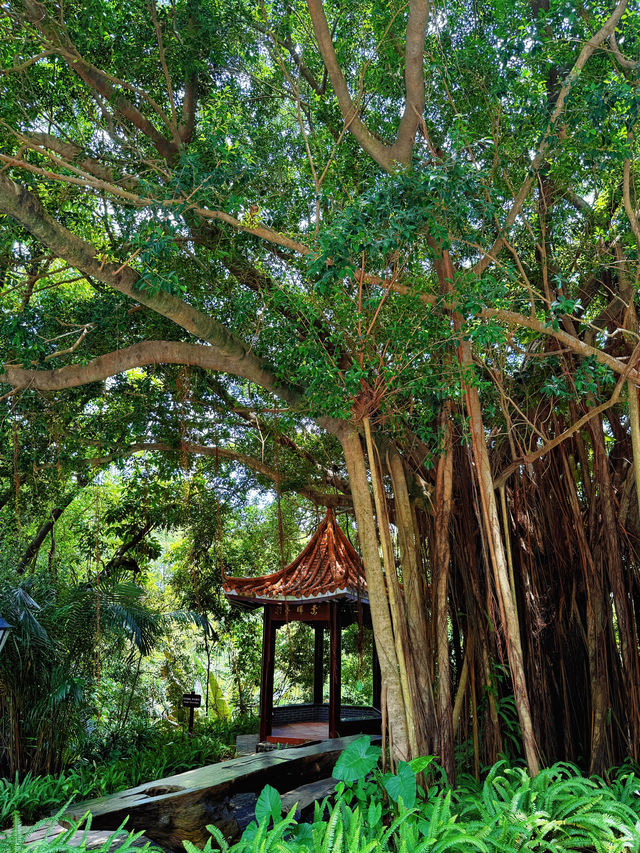 Seek tranquility and escape the summer heat in midsummer, come to Yunfu Xinxing Longshan Hot Spring Hotel!