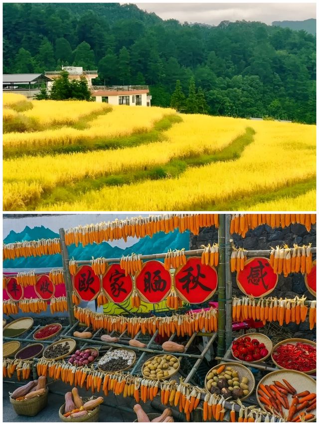 中秋唔使出省!由廣州出發只需3小時就可以欣賞金秋麥浪!