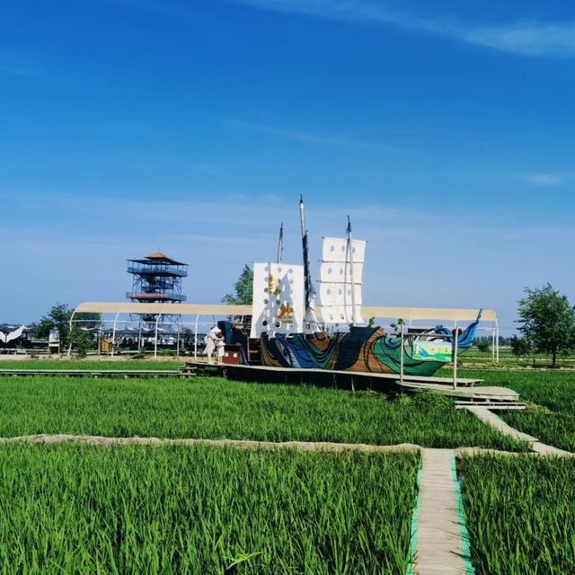 沙田稻夢空間 | 超美麗嘅稻田之旅。