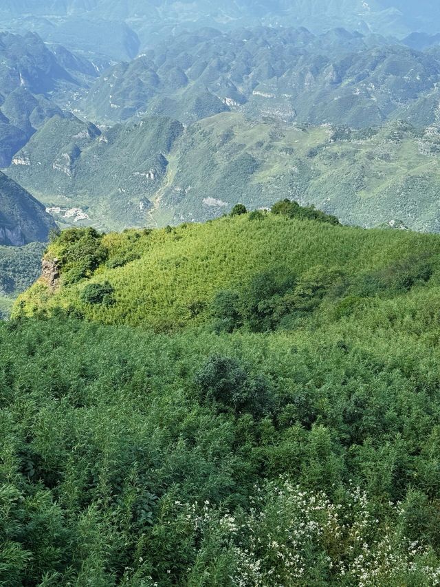 韭菜坪 | 小眾觀花聖地。
